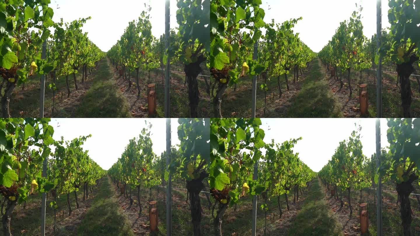 在法国东部的Hunawihr郊区有葡萄的藤蔓