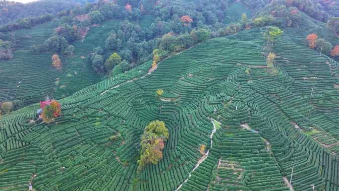 唯美杭州西湖龙井茶文化景区航拍茶园地茶叶