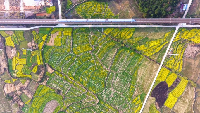 高空俯拍高铁驶过油菜花盛开的田野