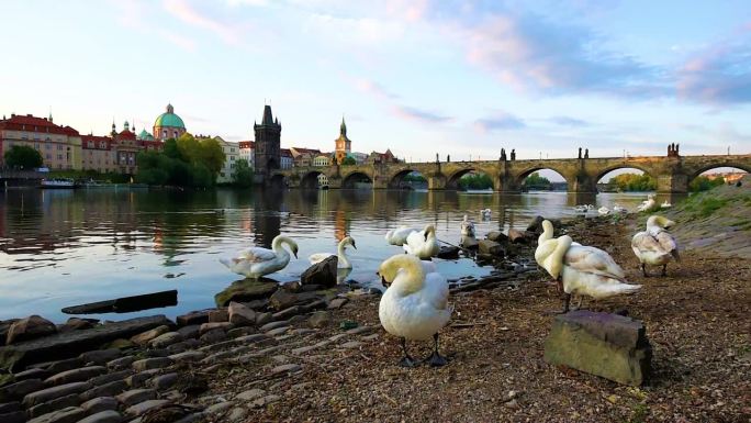 捷克共和国布拉格老城伏尔塔瓦河上美丽明亮的彩色景观和天鹅。
