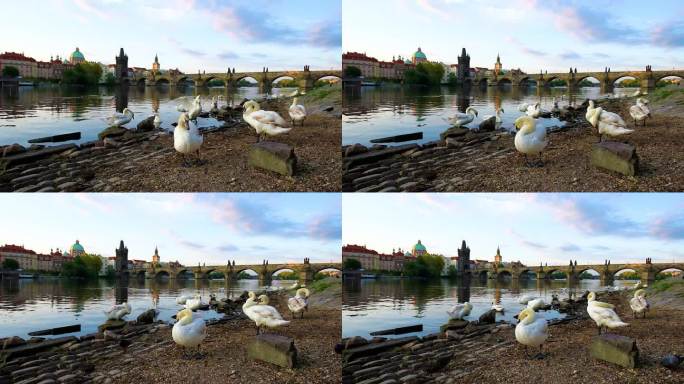捷克共和国布拉格老城伏尔塔瓦河上美丽明亮的彩色景观和天鹅。
