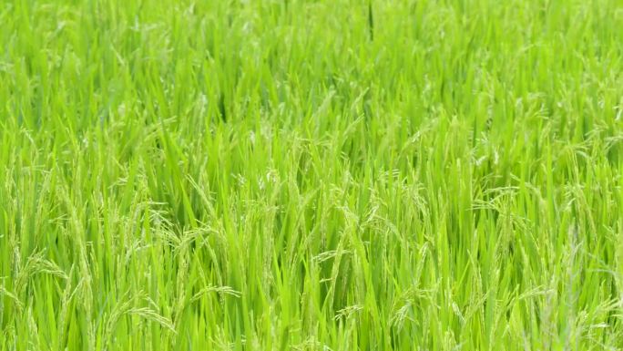 绿色农业水稻田