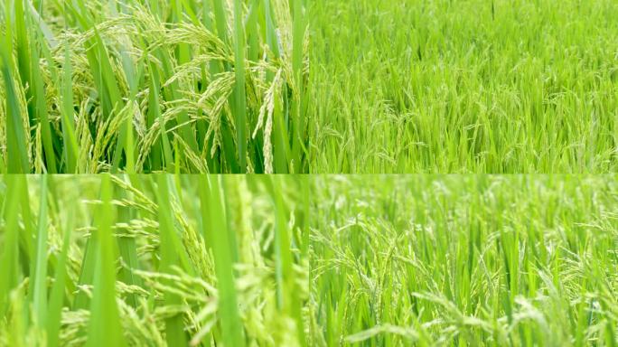 绿色农业水稻田