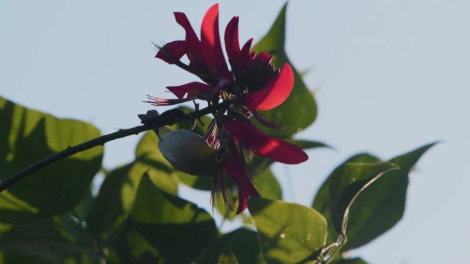 春天绣眼鸟在刺桐花吃花蜜