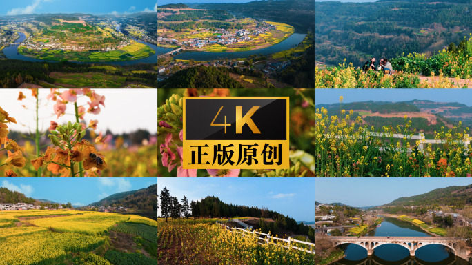 油菜花春暖花开蜜蜂采蜜踏青乡村振兴惊蛰