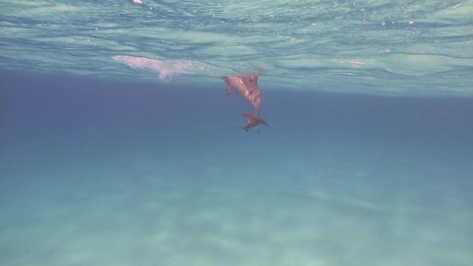 海豚妈妈和海豚宝宝在清澈的水中游泳。