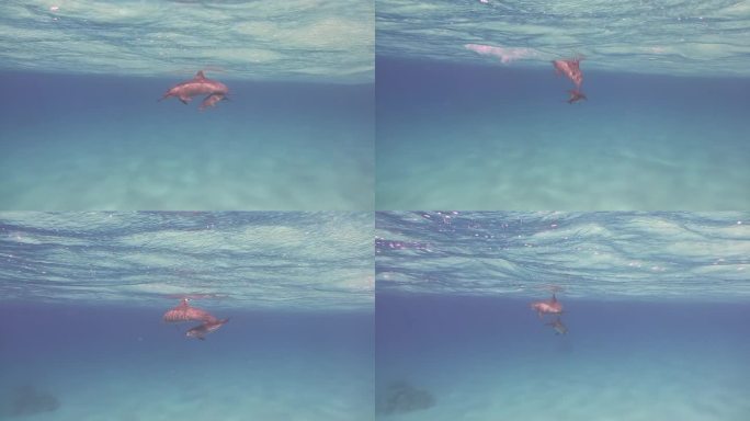 海豚妈妈和海豚宝宝在清澈的水中游泳。
