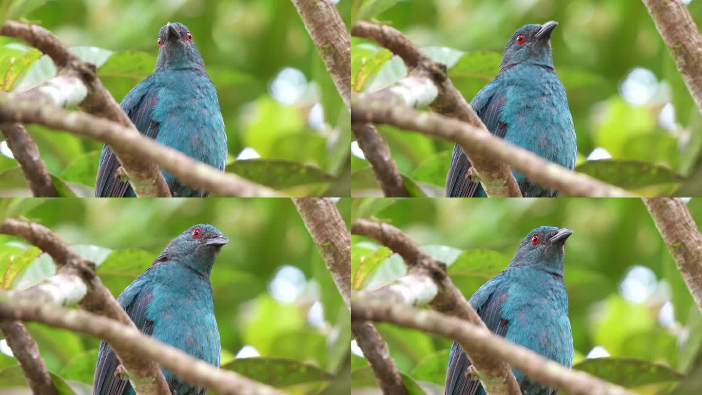 一只野生雌性亚洲蓝鸟(irena puella)栖息在森林中的树枝上，被周围的环境所吸引，好奇地环顾