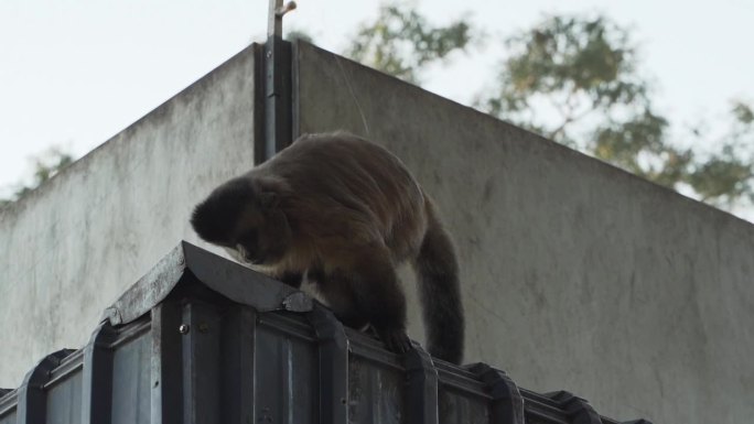 在巴西的路边休息服务区，卷尾猴在树上和建筑物上跳跃。