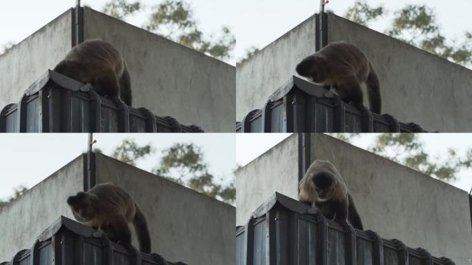 在巴西的路边休息服务区，卷尾猴在树上和建筑物上跳跃。
