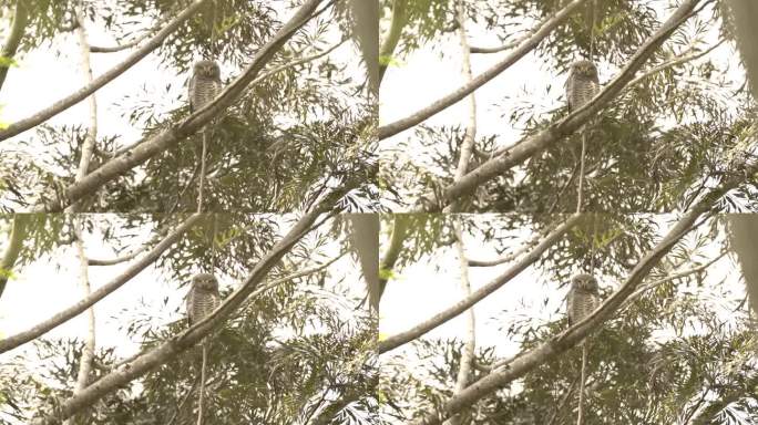 树枝上的丛林小猫头鹰