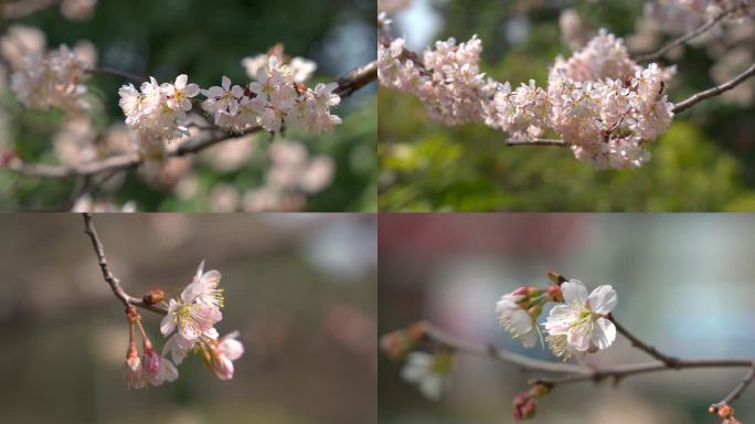 春天盛开樱花早樱