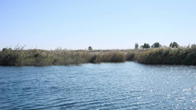 芦苇荡水面池塘自然生态