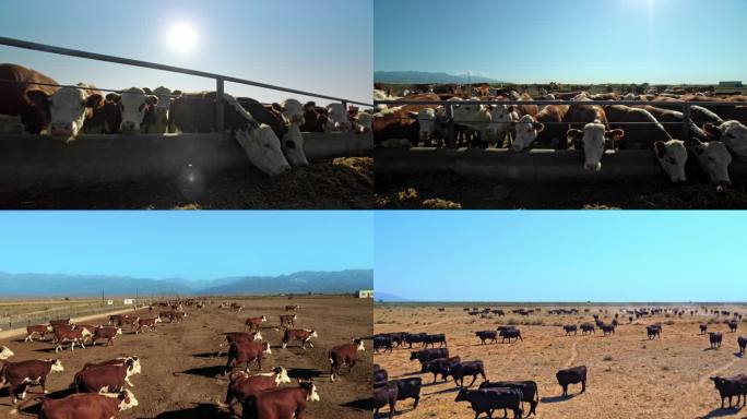 新疆牧场成群牛群