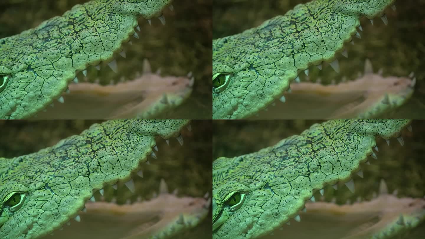 尼罗河鳄鱼张大嘴巴等待猎物，一动不动地躺在那里，慢慢地看细节