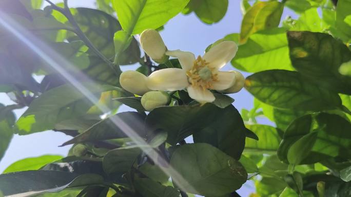 清香花蕊空境柚子花开阳光柚子花沙田果树