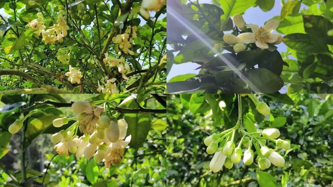 清香花蕊空境柚子花开阳光柚子花沙田果树