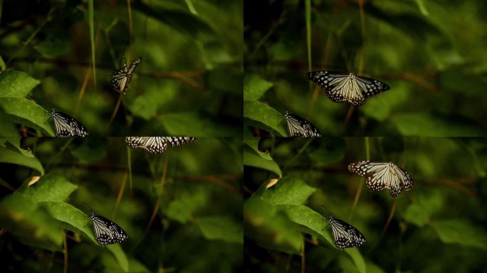 蝴蝶在森林里翩翩起舞