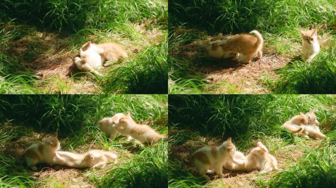 阳光草地上可爱的小猫