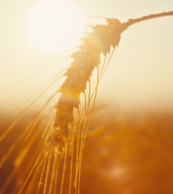 夕阳下农田黄麻袋装小麦的慢墨美景