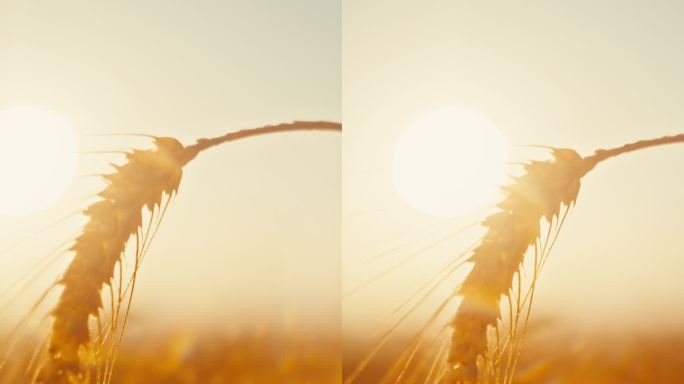 夕阳下农田黄麻袋装小麦的慢墨美景