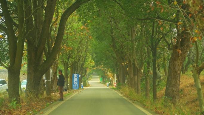 车辆穿越树林里的道路