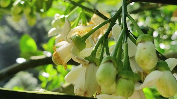 柚子花沙田柚花柚子果树清香花蕊柚子花开