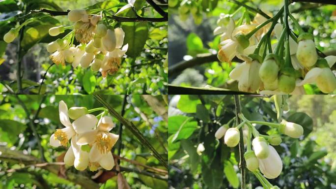 柚子花沙田柚花柚子果树清香花蕊柚子花开