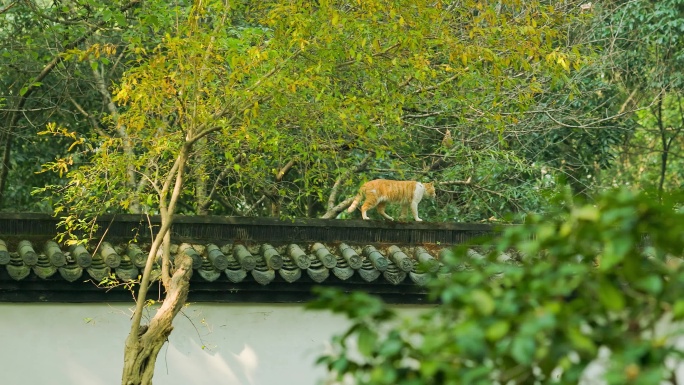 中式古典园林中的小猫