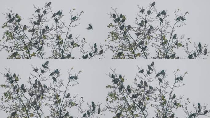 灰椋鸟成群地站在树上休息