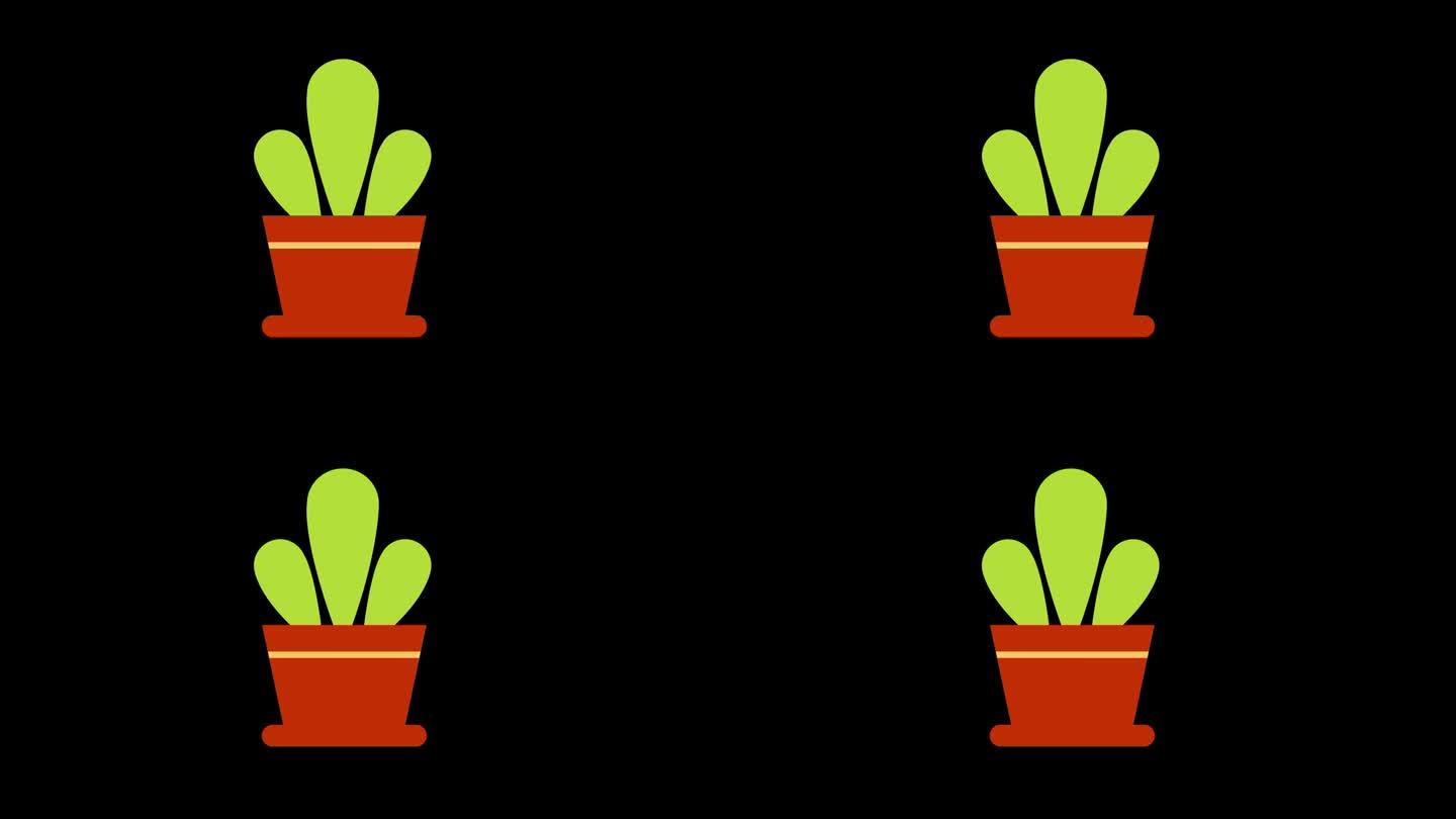 一个盆栽仙人掌植物与绿叶图标的概念循环动画视频与alpha通道