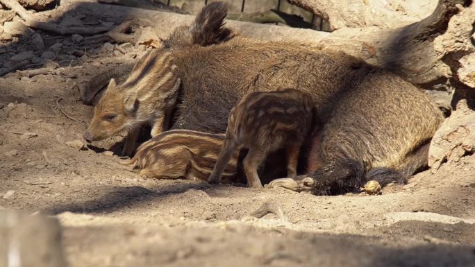 欧洲德国图林根州埃尔福特，野猪家族(Sus scrofa)躺在尘土飞扬的森林里给小猪喂奶