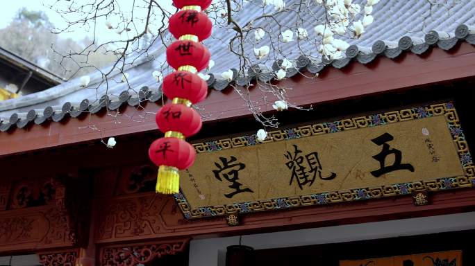 杭州法喜寺500年白玉兰盛放