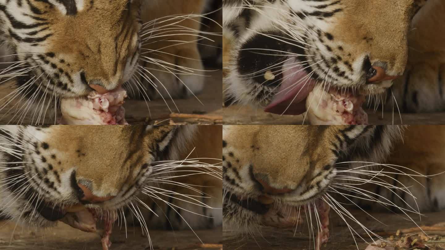近距离拍摄凶残的老虎吃肉