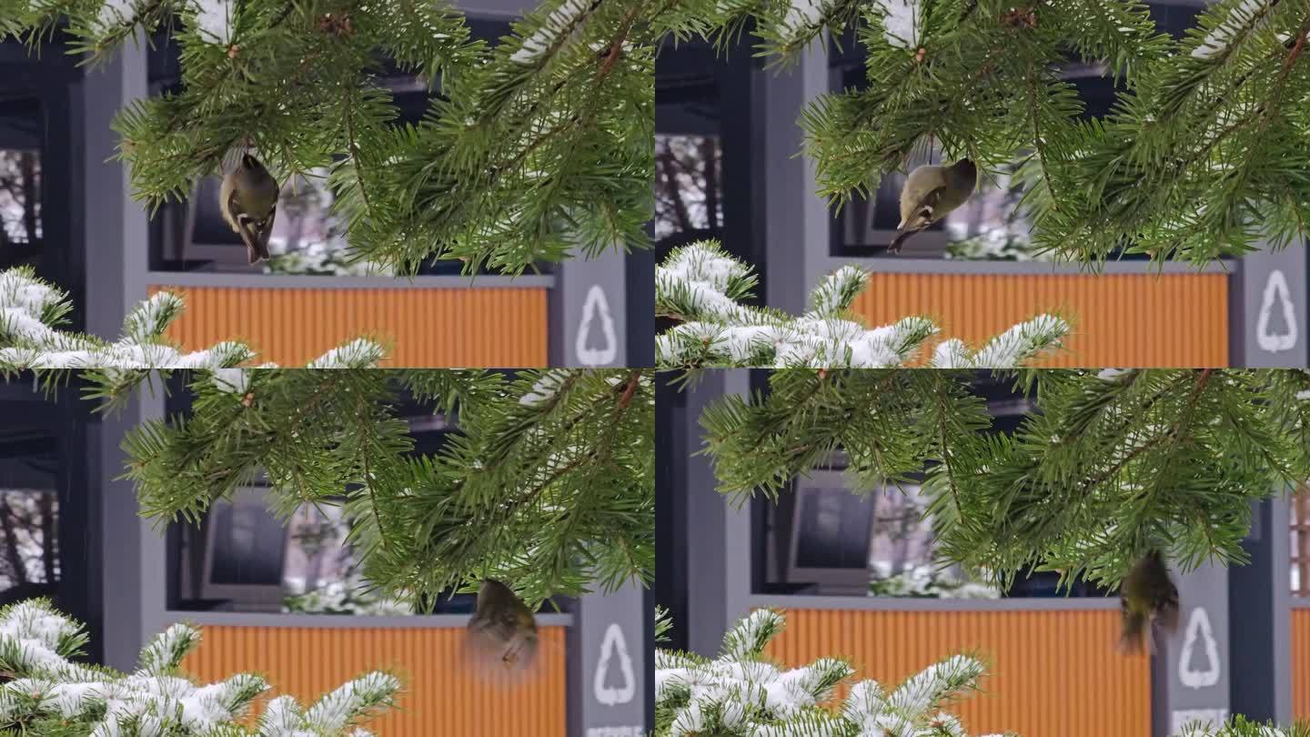 金冠鸟，金冠小王，金冠小王在韩国公寓附近的松枝上觅食