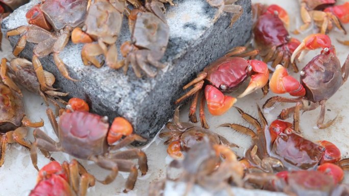 可爱的小螃蟹人工养殖淡水湖解