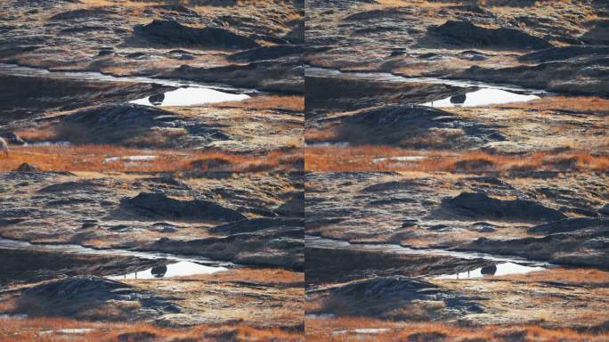 秋日苔原上，冰封边缘的浅池塘倒影。视差视频。