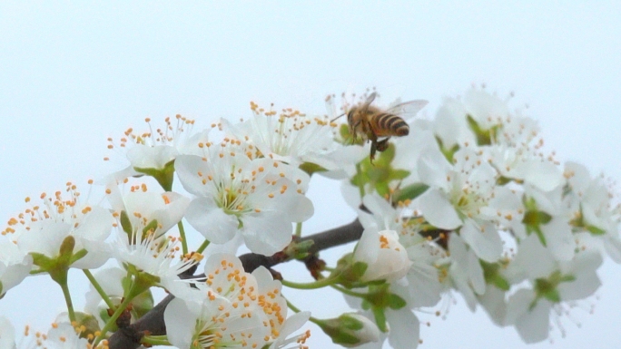 蜜蜂采李花 蜜蜂采花 李花 李花特写