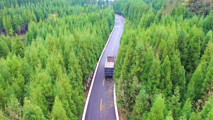 贵州山区松树林中的公路