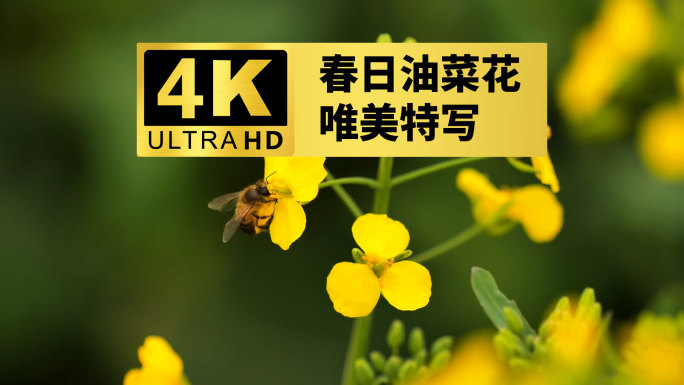 4k春天唯美油菜花蜜蜂采蜜特写升格