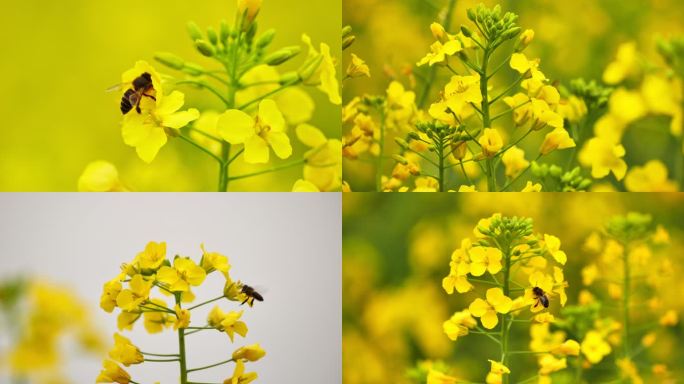 4k春天唯美油菜花蜜蜂采蜜特写升格