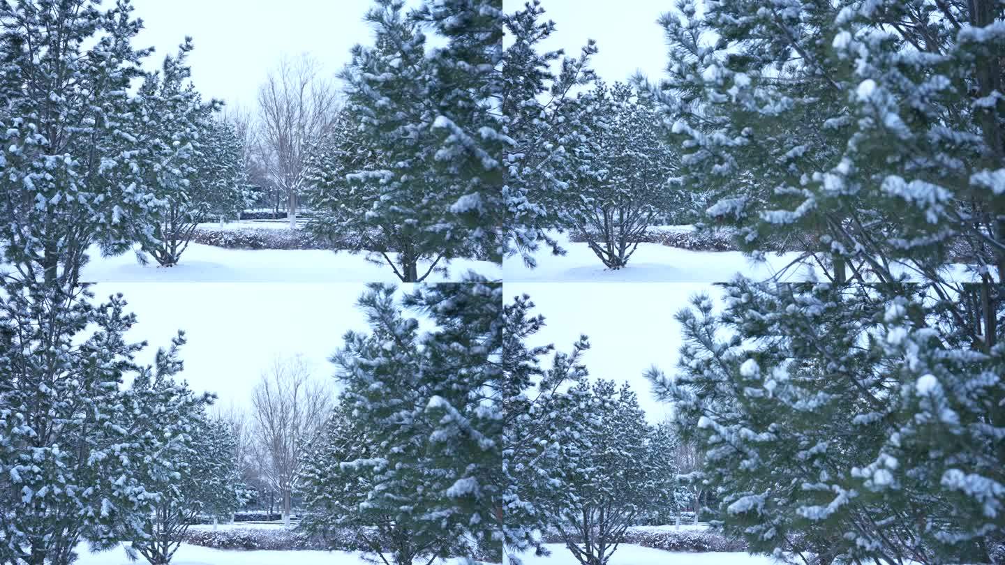 冬季松树雪景