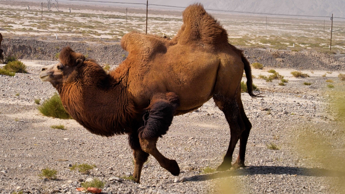 新疆戈壁滩野骆驼群C