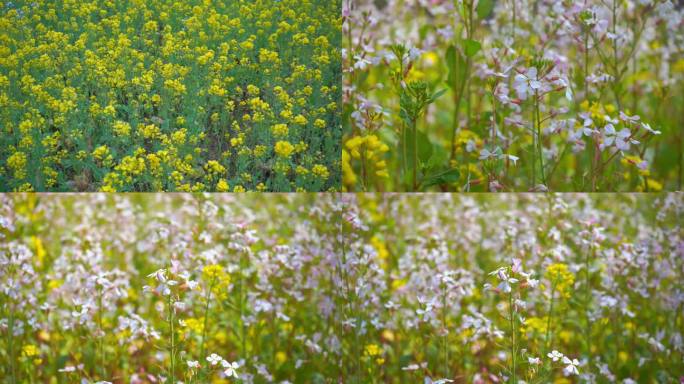 春天 春分 油菜花 小白花 萝卜花 野花