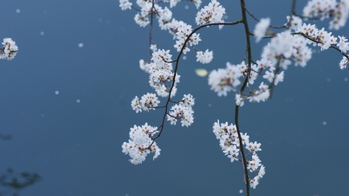 武汉樱花花开水面樱花树意境实拍慢动作