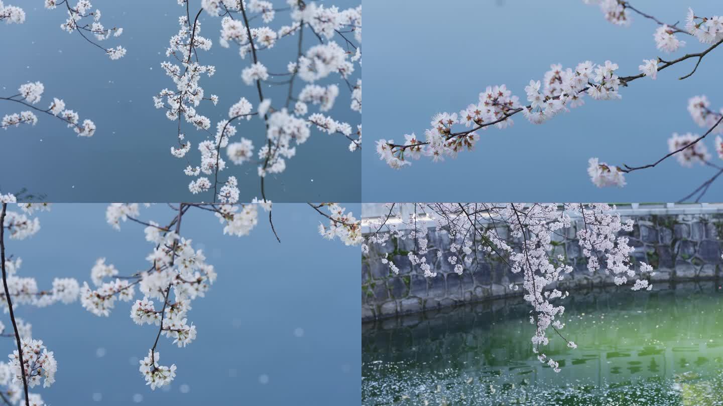 武汉樱花花开水面樱花树意境实拍慢动作