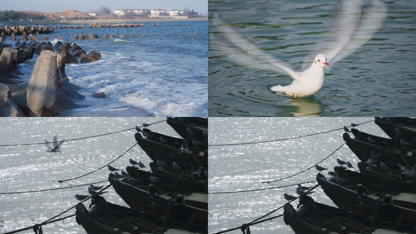 海岸风景，海鸥