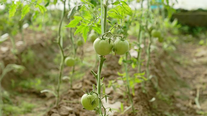 大棚番茄 西红柿 种植