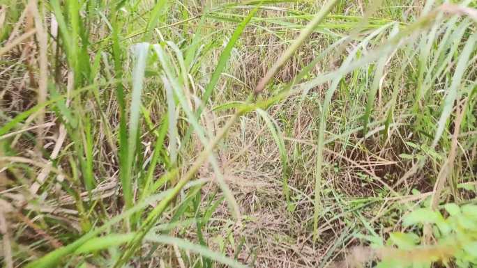 杂草丛生山路草丛扒开小径爬山徒步跳生野路