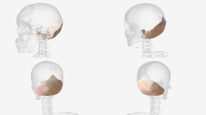 枕骨是最后侧的颅骨，也是枕骨的主体骨。